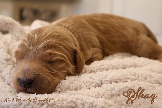 Shaq One Week Old