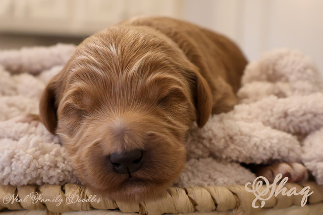 Shaq One Week Old