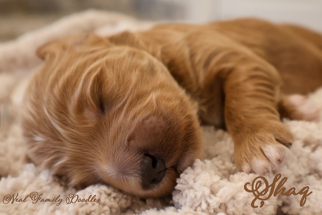 Shaq One Week Old