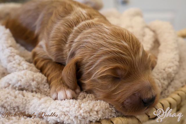 Shaq One Week Old