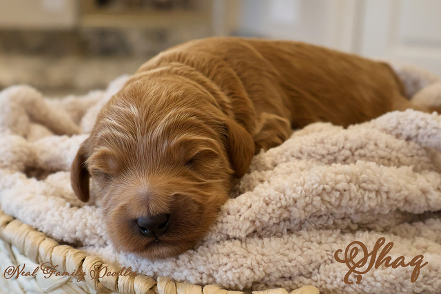 Shaq One Week Old