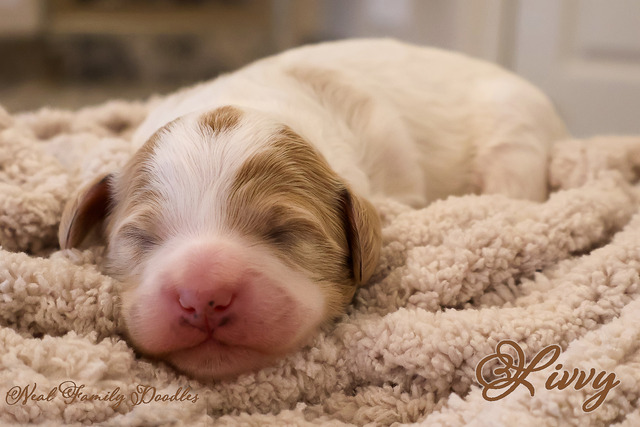 Livvy One Week Old