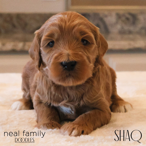 Shaq Three Weeks 12/11/2024