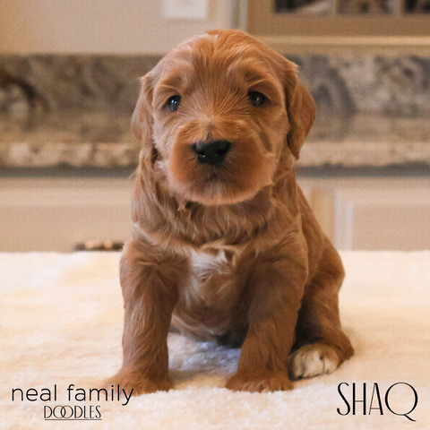 Shaq Three Weeks 12/11/2024