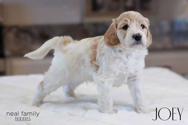 Joey 4 weeks old  12212024-4