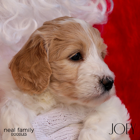 Joey 5 weeks old 12242024-2