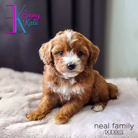 Emmy Kate - 6½ weeks