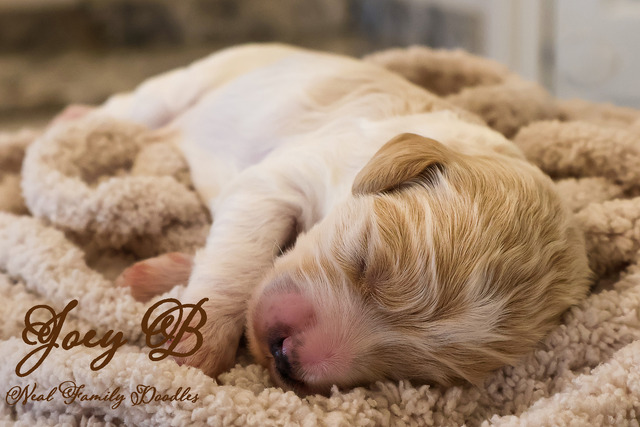 Joey B - One Week Old