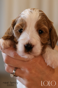 "Lolo" (light pink collar)