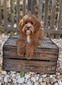 Whiskey  (Southern Doodle Boys Whiskey Wallen)